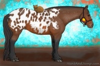 Horse Color:Bay Appaloosa 