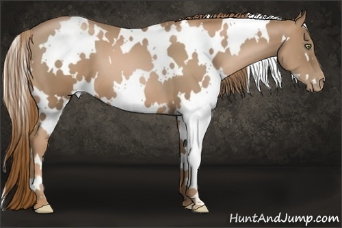 Horse Color:White Spotted Liver Chestnut Pearl Frame 