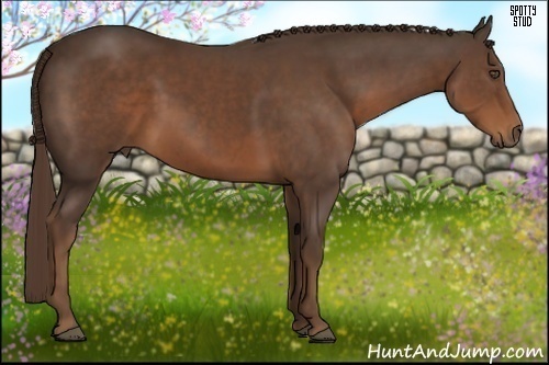 Horse Color:Liver Chestnut 