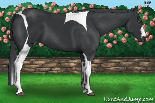 Horse Color:Black Tobiano 