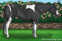 Horse Color:Black Tobiano