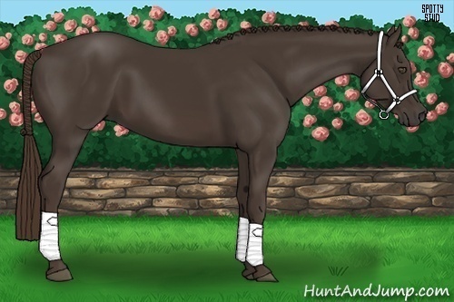 Horse Color:Liver Chestnut 