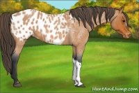 Horse Color:Bay Roan Appaloosa 