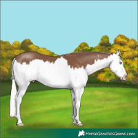 Horse Color:Silver Black Sabino Splash