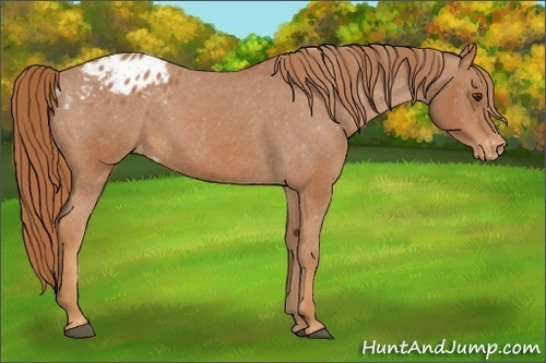 Horse Color:Chestnut Appaloosa 