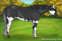 Horse Color:Black  and Black Splash 