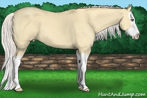 Horse Color:Silver Classic Cream Champagne Dun Splash 