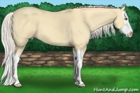 Horse Color:Silver Classic Cream Champagne Dun Splash 