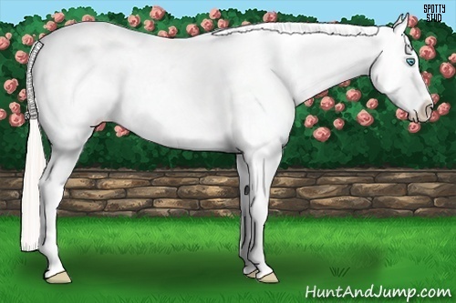 Horse Color:Chocolate Palomino Pearl Appaloosa 