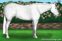 Horse Color:Chocolate Palomino Pearl Appaloosa 