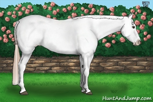 Horse Color:Liver Red Dun Appaloosa