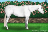 Horse Color:Liver Red Dun Appaloosa 