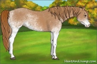 Horse Color:White Spotted Chestnut 