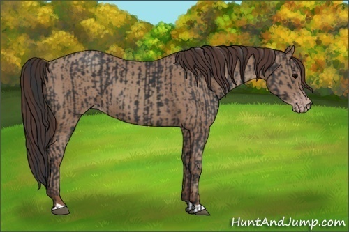 Horse Color:Black  and Classic Champagne 