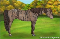 Horse Color:Black  and Classic Champagne 