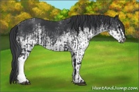 Horse Color:Black  and White Spotted Black 