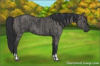 Horse Color:Black  and Grullo 
