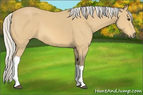 Horse Color:Silver Buckskin 
