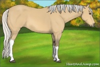 Horse Color:Silver Buckskin 