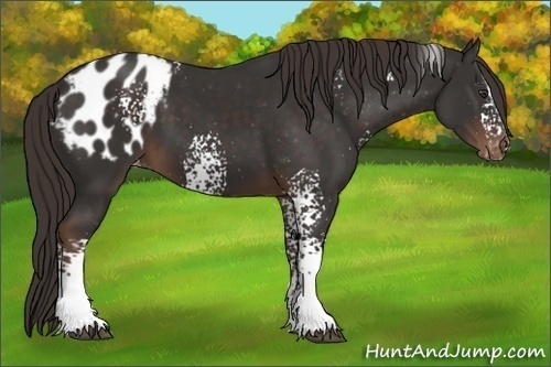 Horse Color:White Spotted Liver Chestnut Sabino Blanket 