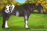 Horse Color:White Spotted Liver Chestnut Sabino Blanket 