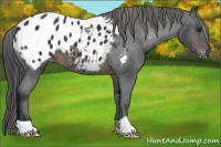 Horse Color:Brown Appaloosa