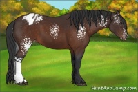 Horse Color:White Spotted Brown Appaloosa 