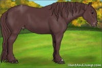 Horse Color:Chocolate Black Appaloosa