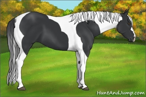Horse Color:Black Tobiano 