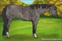 Horse Color:Black  and Grullo 