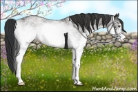 Horse Color:White Spotted Buckskin