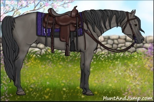 Horse Color:Grullo Rabicano 