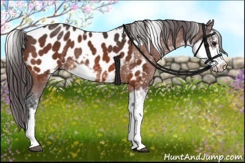 Horse Color:Bay Sabino Appaloosa Rabicano 