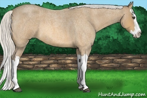 Horse Color:Silver Buckskin Roan Splash 