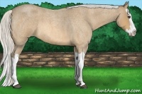Horse Color:Silver Buckskin Roan Splash 