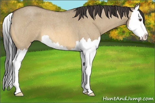 Horse Color:Buckskin Roan Dun Splash 