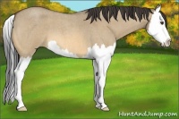 Horse Color:Buckskin Roan Dun Splash