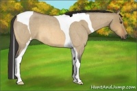 Horse Color:Buckskin Roan Dun Tobiano
