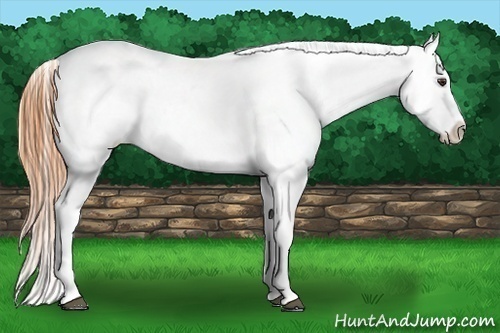 Horse Color:Buckskin Dun Tobiano Appaloosa Rabicano 
