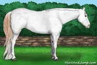 Horse Color:Buckskin Dun Tobiano Appaloosa Rabicano 