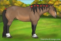 Horse Color:Buckskin Sabino