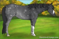 Horse Color:Black  and Black 