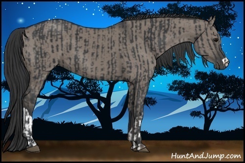 Horse Color:Black  and Grullo 