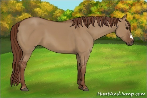 Horse Color:Red Dun 