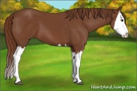 Horse Color:Chestnut Splash