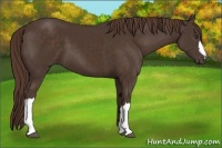 Horse Color:Liver Chestnut 