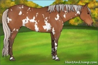 Horse Color:White Spotted Silver Bay