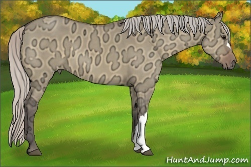 Horse Color:Silver Bay Ice Dun 