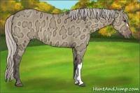 Horse Color:Silver Bay Ice Dun 