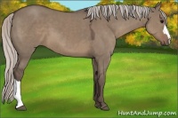Horse Color:Silver Grullo 